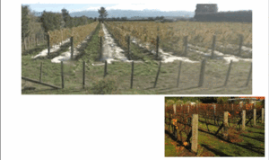 Example showing vineyard_poly